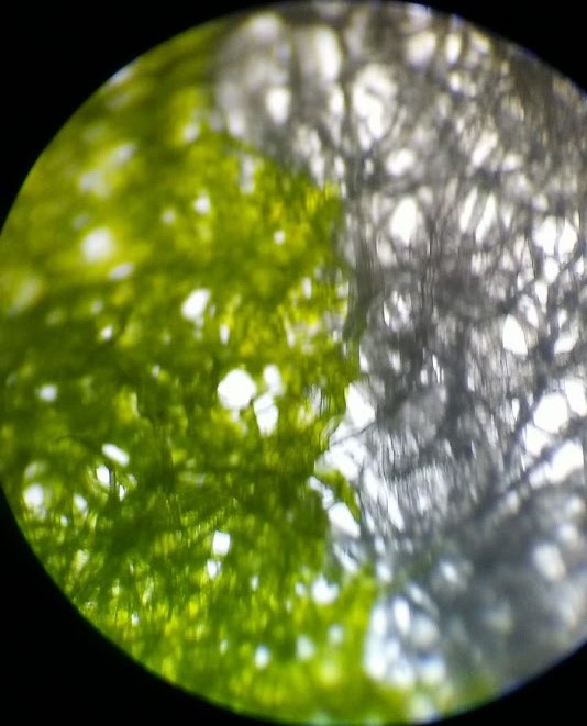 an image of tissue paper fibers in a brightfield microscope