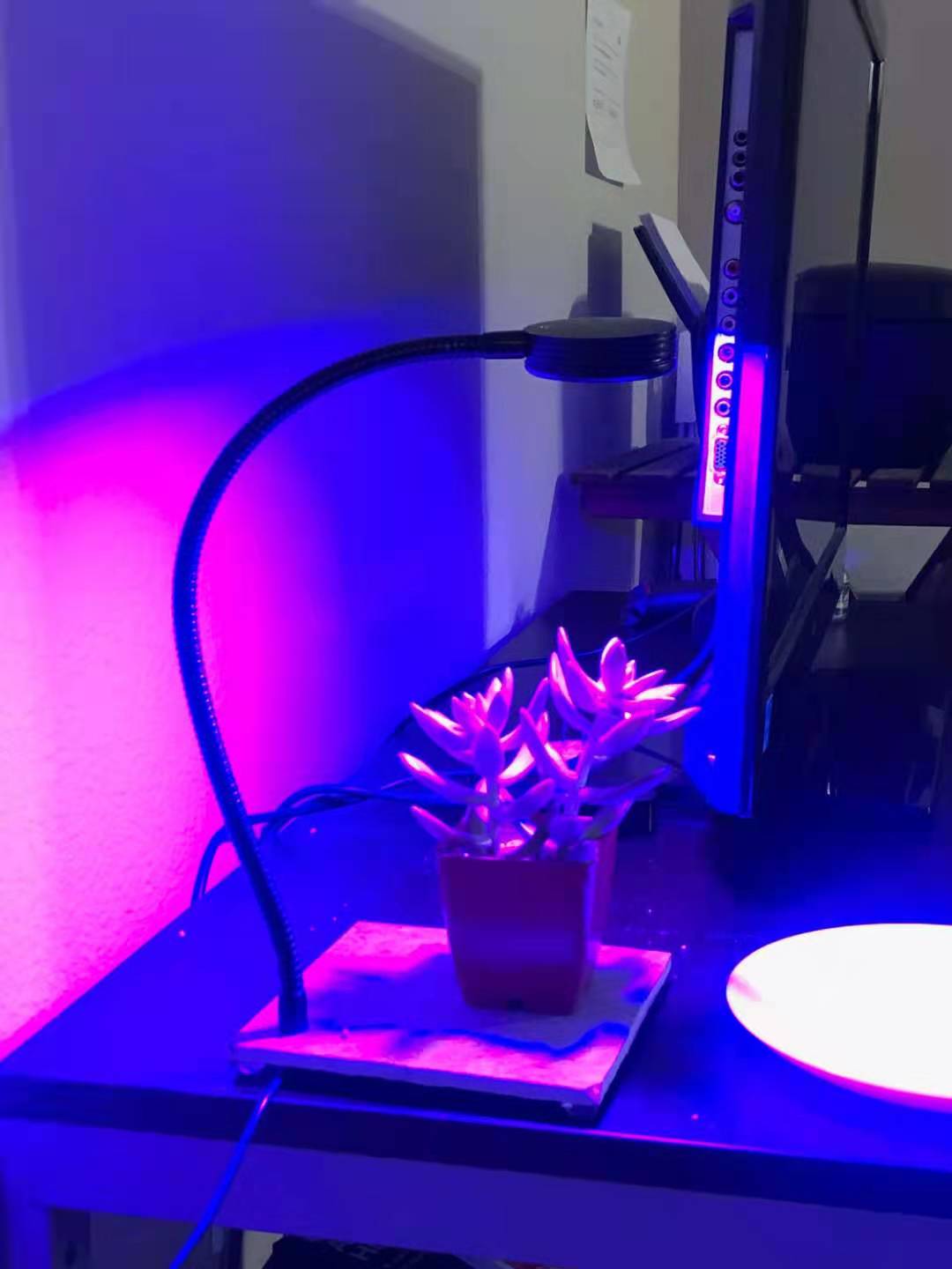The grow lamp shining on a succulent