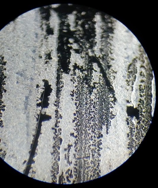 a slide of yogurt viewed under a darkfield microscope